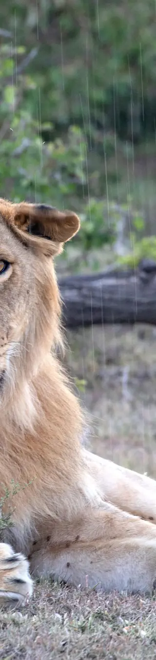 Folge den Spuren der Big Five